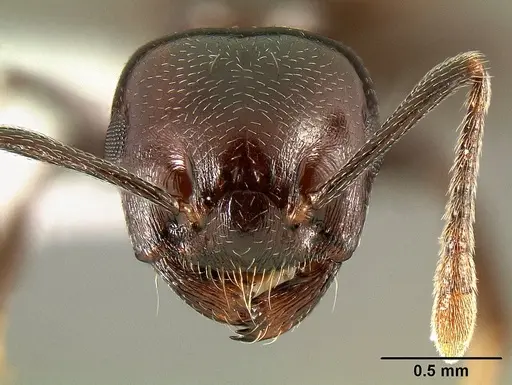 Crematogaster mahery specimen CASENT0127522 image casent0127522_2
