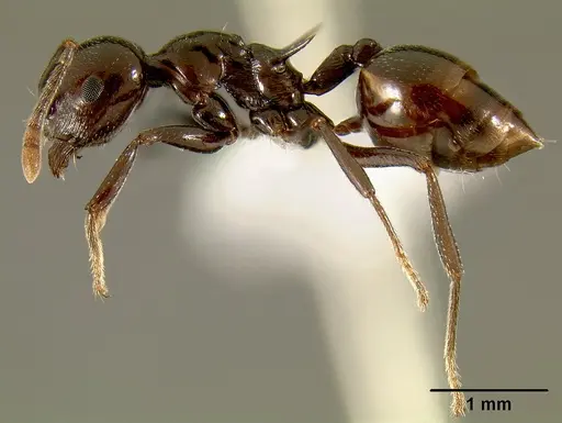 Crematogaster mahery specimen CASENT0127522 image casent0127522_3