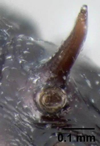 Crematogaster mahery specimen CASENT0193469 image casent0193469_1