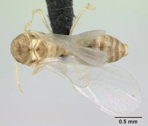 Crematogaster maina specimen CASENT0132785 image casent0132785_1
