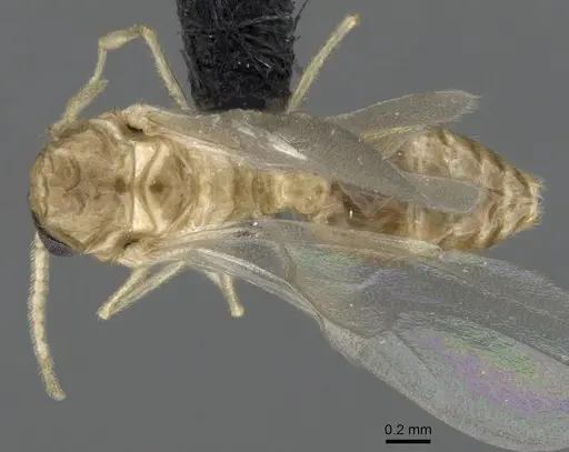 Crematogaster maina specimen CASENT0132785 image casent0132785_2