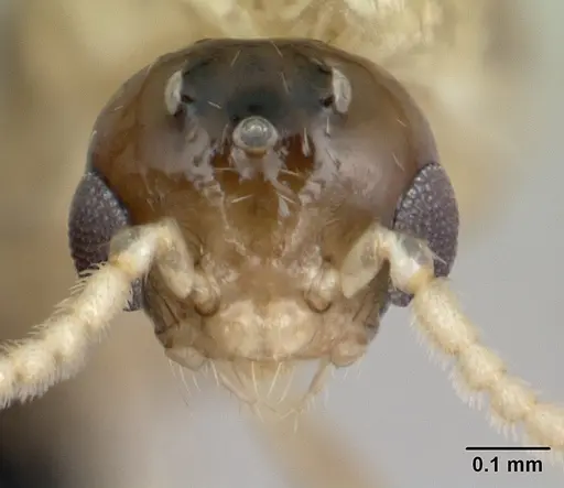 Crematogaster maina specimen CASENT0132785 image casent0132785_3