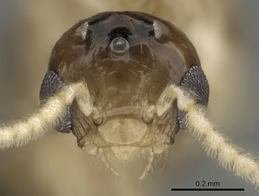 Crematogaster maina specimen CASENT0132785 image casent0132785_4