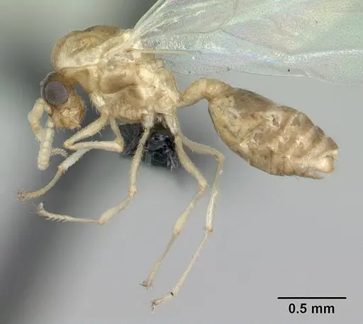 Crematogaster maina specimen CASENT0132785 image casent0132785_5