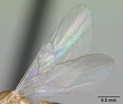 Crematogaster maina specimen CASENT0132785 image casent0132785_6