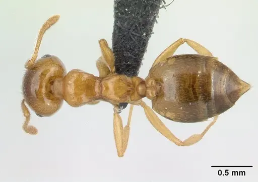 Crematogaster maina specimen CASENT0134845 image casent0134845_1