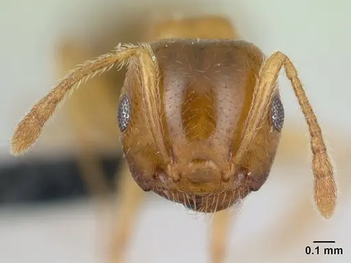 Crematogaster maina specimen CASENT0134845 image casent0134845_2