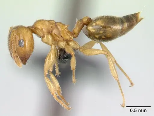 Crematogaster maina specimen CASENT0134845 image casent0134845_3