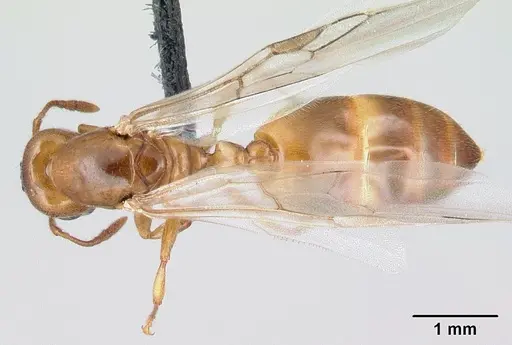 Crematogaster maina specimen CASENT0146394 image casent0146394_1