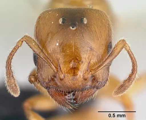 Crematogaster maina specimen CASENT0146394 image casent0146394_2