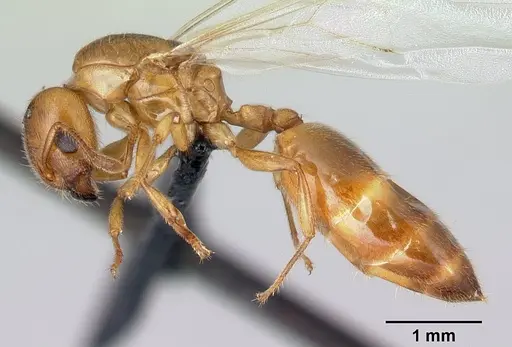 Crematogaster maina specimen CASENT0146394 image casent0146394_3