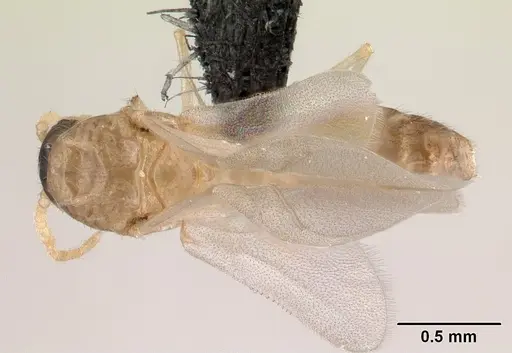 Crematogaster maina specimen CASENT0146405 image casent0146405_1
