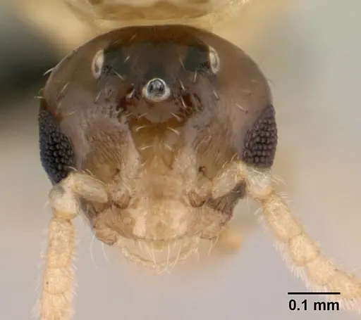 Crematogaster maina specimen CASENT0146405 image casent0146405_2