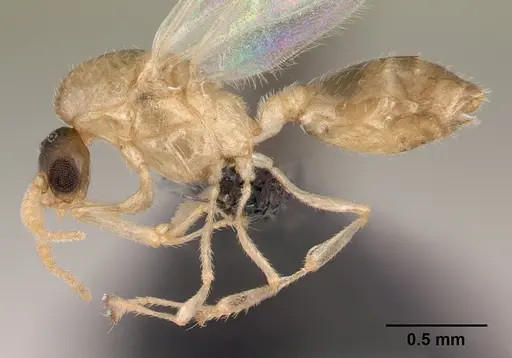 Crematogaster maina specimen CASENT0146405 image casent0146405_3