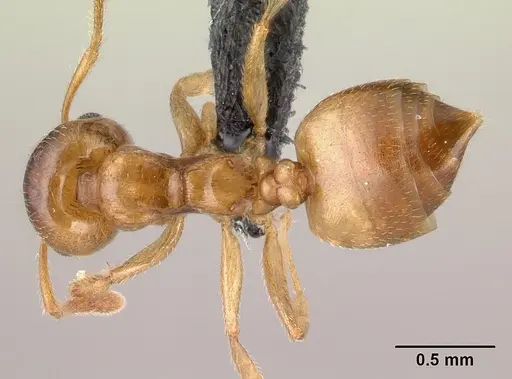 Crematogaster maina specimen CASENT0147214 image casent0147214_1