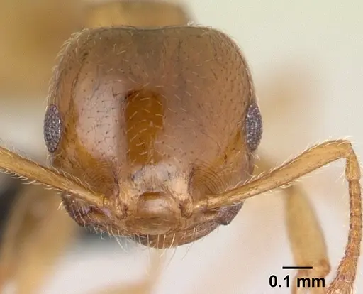 Crematogaster maina specimen CASENT0147214 image casent0147214_2