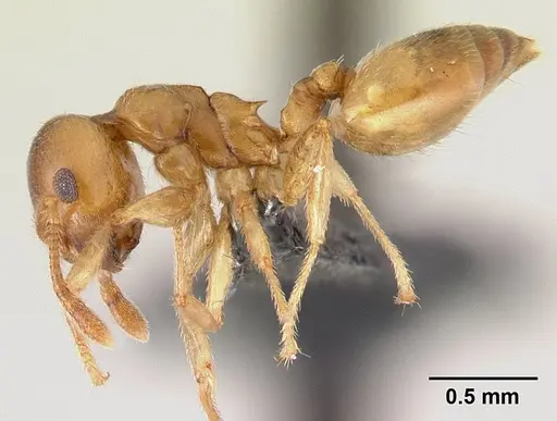 Crematogaster maina specimen CASENT0147214 image casent0147214_3