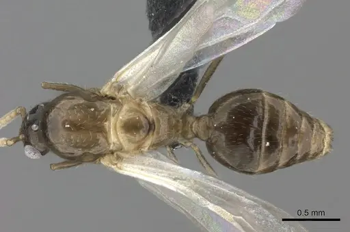 Crematogaster maina specimen CASENT0156645 image casent0156645_1