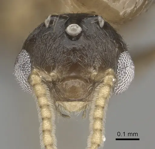 Crematogaster maina specimen CASENT0156645 image casent0156645_2
