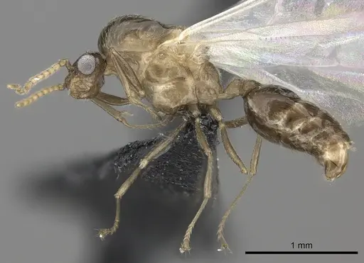 Crematogaster maina specimen CASENT0156645 image casent0156645_3