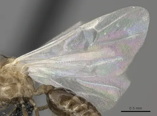 Crematogaster maina specimen CASENT0156645 image casent0156645_4