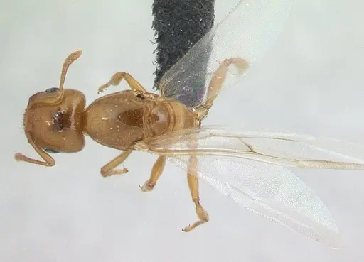 Crematogaster maina specimen CASENT0178193 image casent0178193_1