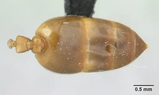 Crematogaster maina specimen CASENT0178193 image casent0178193_2