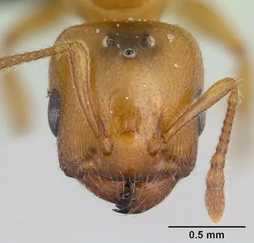 Crematogaster maina specimen CASENT0178193 image casent0178193_3