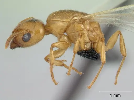 Crematogaster maina specimen CASENT0178193 image casent0178193_4