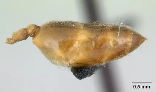 Crematogaster maina specimen CASENT0178193 image casent0178193_5