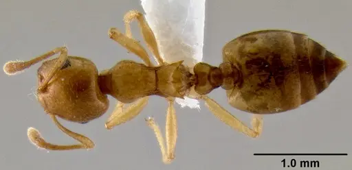 Crematogaster maina specimen CASENT0193399 image casent0193399_1