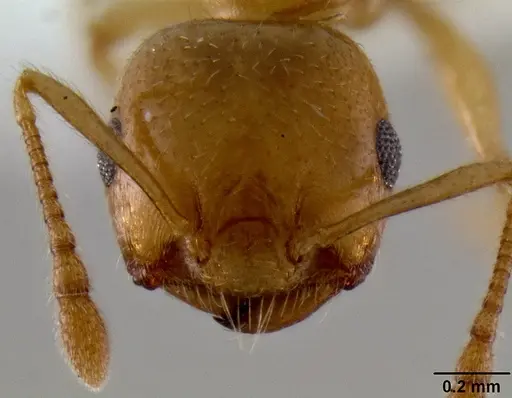 Crematogaster maina specimen CASENT0193399 image casent0193399_2