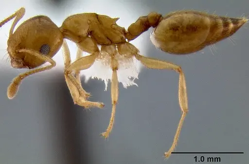 Crematogaster maina specimen CASENT0193399 image casent0193399_3