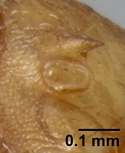 Crematogaster maina specimen CASENT0193399 image casent0193399_4