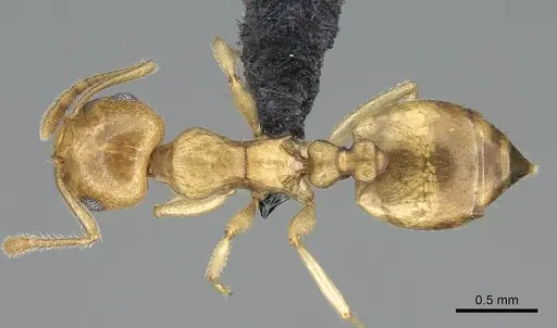 Crematogaster maina specimen CASENT0317758 image casent0317758_1