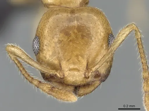 Crematogaster maina specimen CASENT0317758 image casent0317758_2