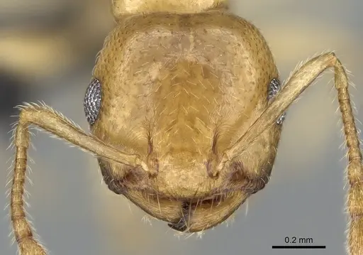 Crematogaster maina specimen CASENT0317758 image casent0317758_3