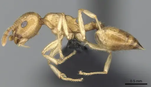 Crematogaster maina specimen CASENT0317758 image casent0317758_4