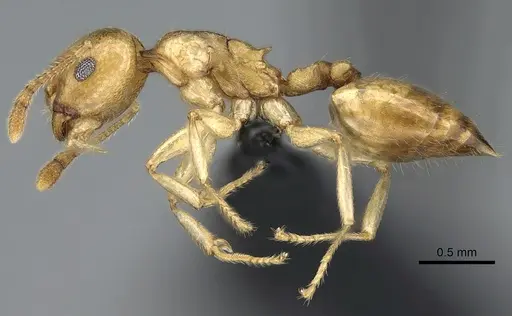 Crematogaster maina specimen CASENT0317758 image casent0317758_5