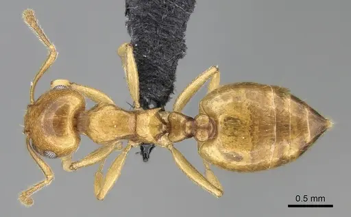 Crematogaster maina specimen CASENT0317759 image casent0317759_1