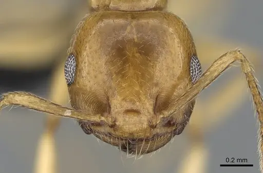 Crematogaster maina specimen CASENT0317759 image casent0317759_2
