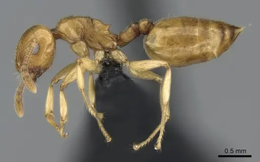 Crematogaster maina specimen CASENT0317759 image casent0317759_3