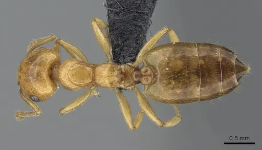 Crematogaster maina specimen CASENT0317760 image casent0317760_1