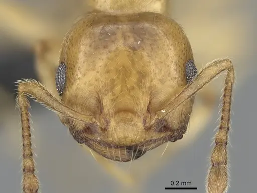 Crematogaster maina specimen CASENT0317760 image casent0317760_2