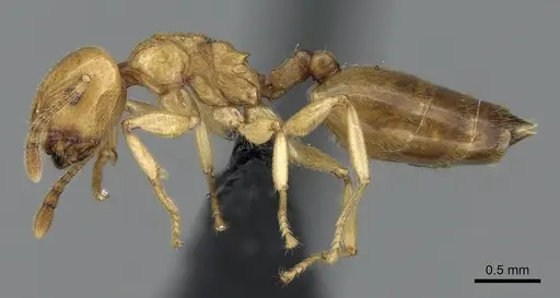Crematogaster maina specimen CASENT0317760 image casent0317760_3