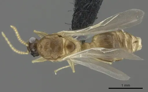 Crematogaster maina specimen CASENT0455252 image casent0455252_1