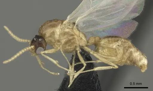 Crematogaster maina specimen CASENT0455252 image casent0455252_3