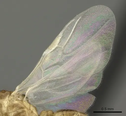 Crematogaster maina specimen CASENT0455252 image casent0455252_4