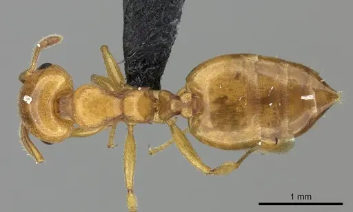 Crematogaster maina specimen CASENT0455261 image casent0455261_1