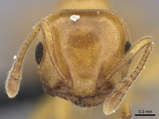 Crematogaster maina specimen CASENT0455261 image casent0455261_2
